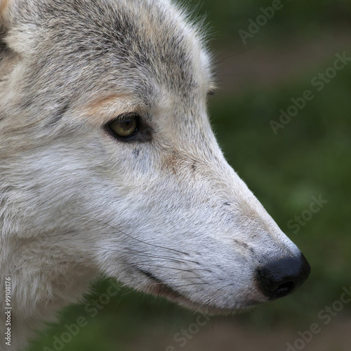 Side face macro portrait of a polar wolf male. Eye to eye with the very dangerous beast of the cold North. Severe beauty of the wildlife. Clever look of the wild dog. Square image.