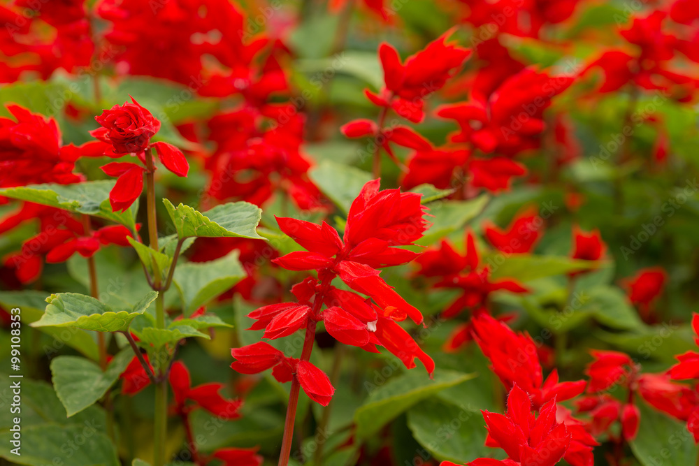 Flower Salvia splendens red