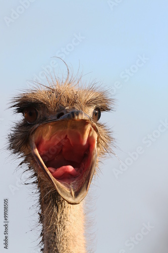 Vogel Strauß, Porträt, Struthio Camelus © evbrbe