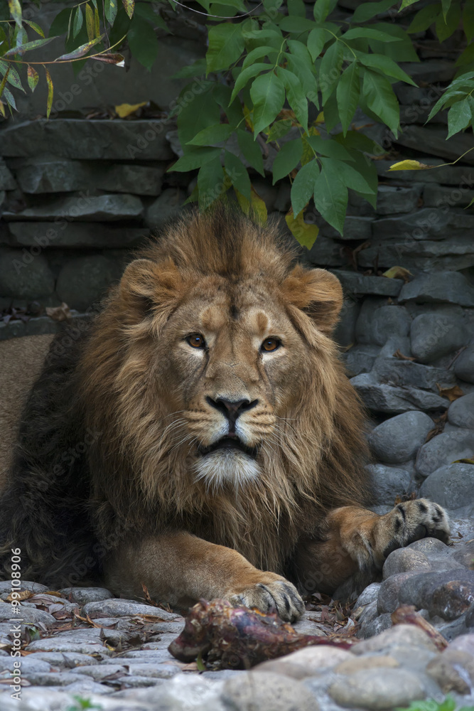 Obraz premium An Asian lion with a little open chaps. The King of beasts, biggest cat of the world, looking straight into the camera. The most dangerous and mighty predator of the world. Wild beauty of the nature.