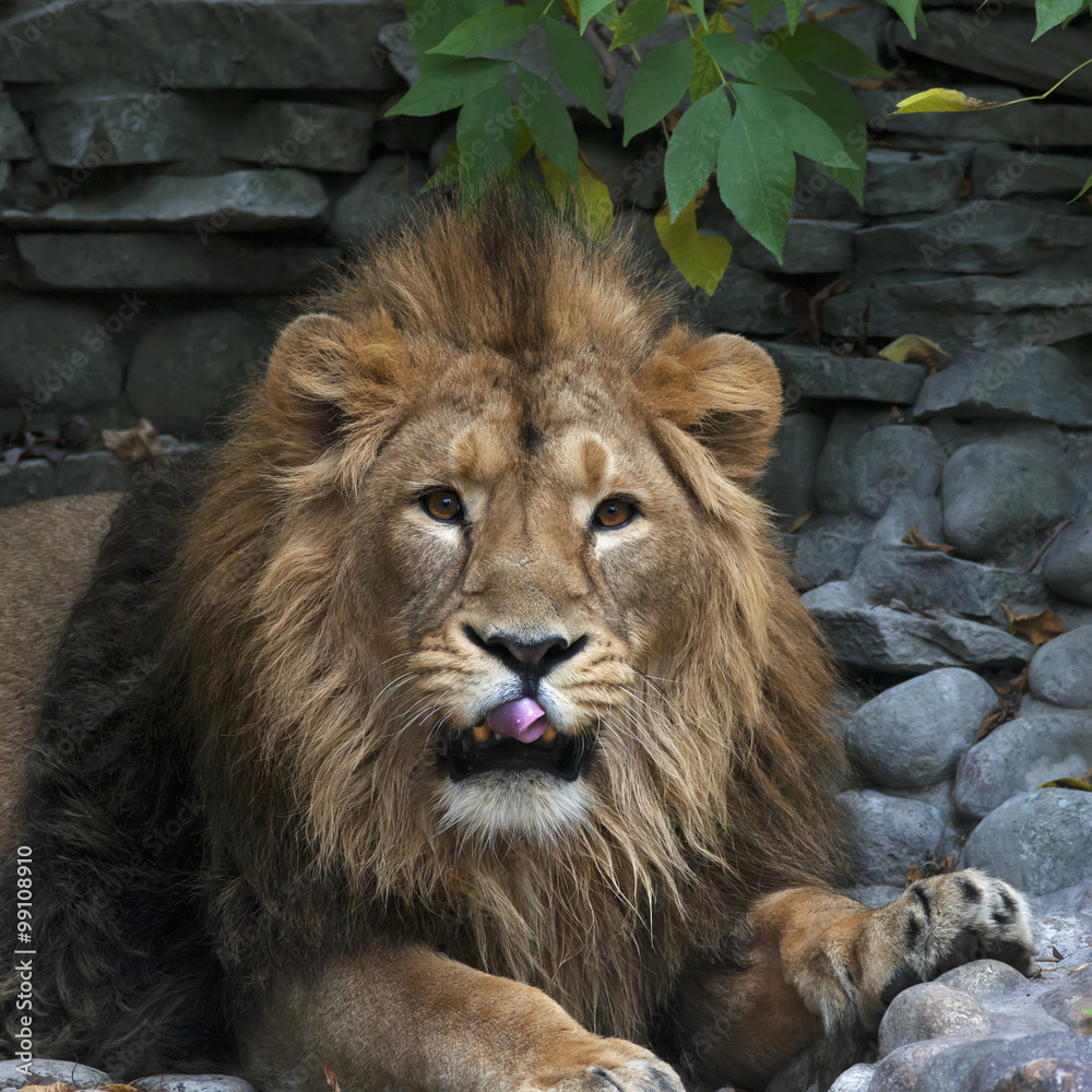 Obraz premium Asian lion with pink tongue on rocky background. King of beasts, biggest cat of world, looking straight into camera. Most dangerous and mighty predator of world. Wild beauty of nature.