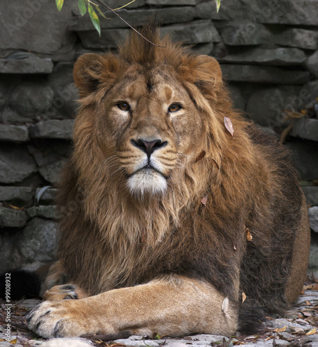 Dreamy look of Asian lion in autumn fallen leaves  lying on rocky background. King of beasts  biggest cat of world. Most dangerous and mighty predator of world. Wild beauty of nature.