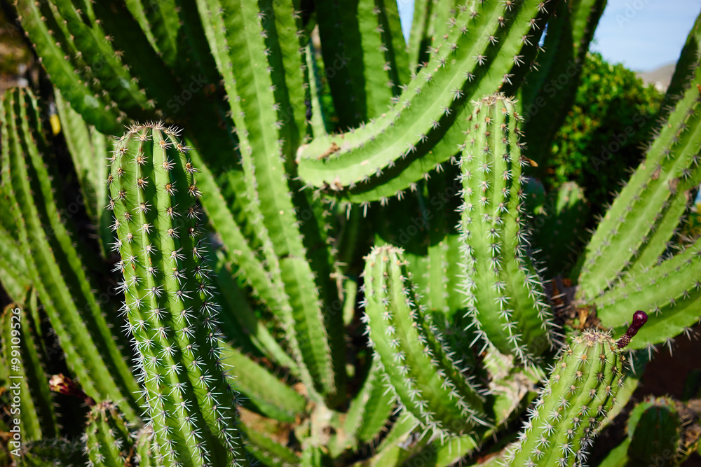 Green cereus cactus in desert of Canaries at sunset / Green prickly cereus cactus in desert in south of Gran Canaria Green cereus cactus in desert of Canaries at sunset / Green prickly cereus cactus in desert in south of Gran Canaria