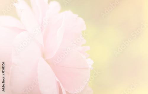 Rose pink blur background. © benjamas