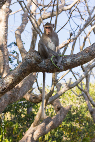monkey