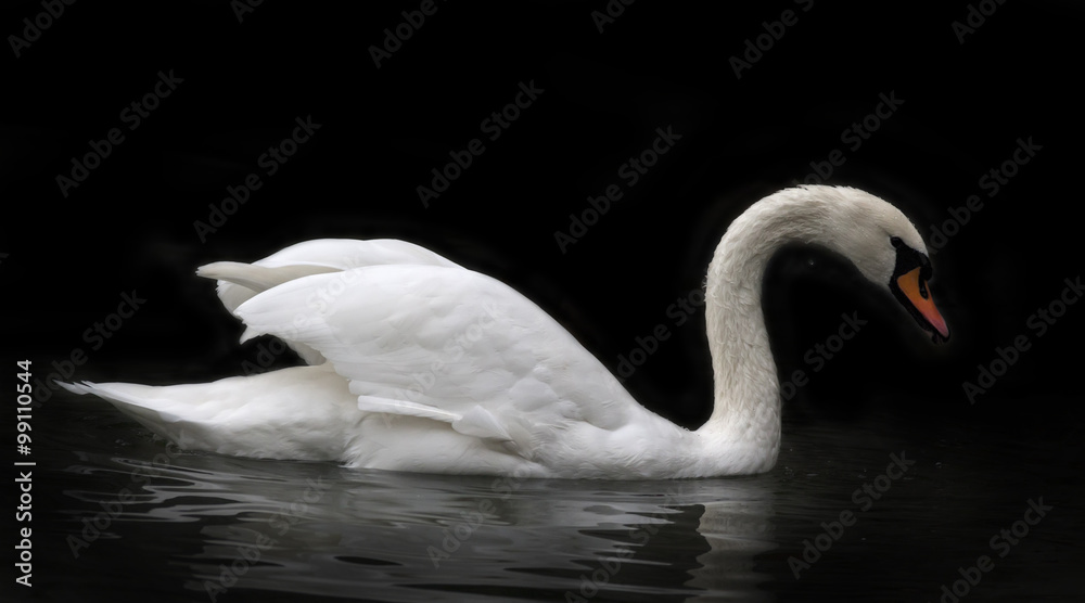 Side face portrait of a whooping swan, isolated on black background. White swan, side view, with orange beak and twisted neck in twilight. Wild beauty of a excellent web foot bird. Side face portrait of a whooping swan, isolated on black background. White swan, side view, with orange beak and twisted neck in twilight. Wild beauty of a excellent web foot bird.