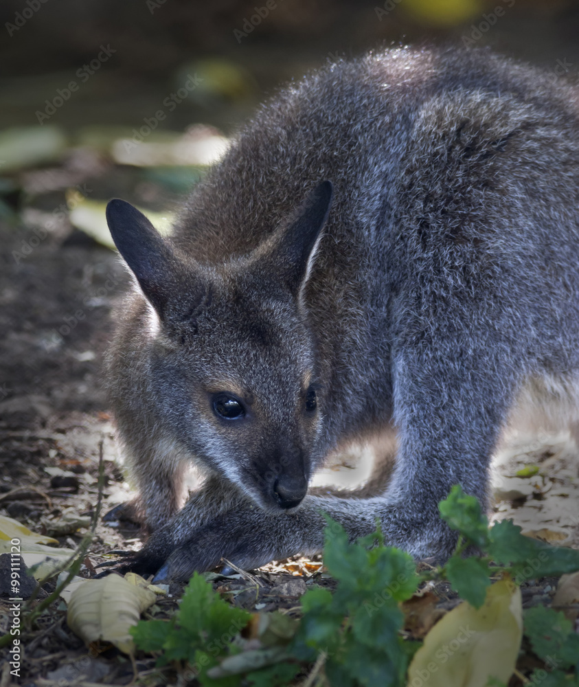 A forest wallaby, Dendrolagus bennettianus, coming to tail salute. Cute,  but endangered australlian marsupial animal, Bennett's tree kangaroo,  threatened and vulnerable. Stock Photo | Adobe Stock