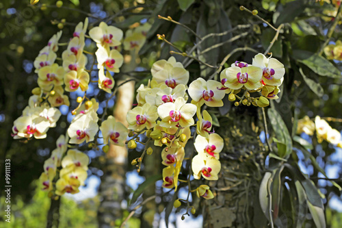 Fototapeta Naklejka Na Ścianę i Meble -  Variety of orchid in the green garden 
