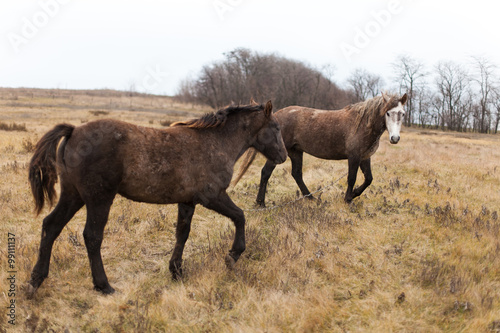 Two wild horses walking in the autumn fields