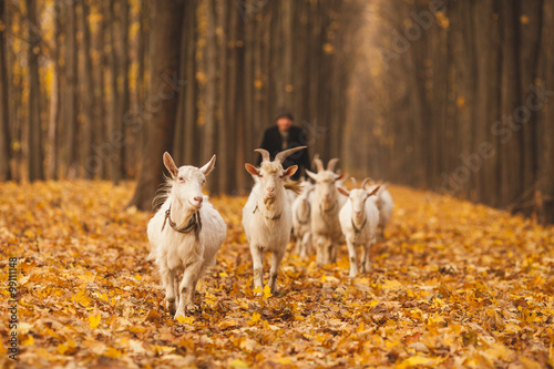 Foto shepherd with a herd of goats walking through the autumn forest