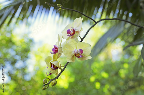 Fototapeta Naklejka Na Ścianę i Meble -  Variety of orchid in the green garden 
