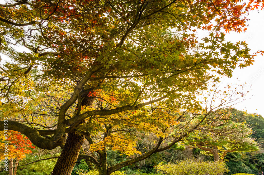 Fototapeta premium Autumn leaves in the park.