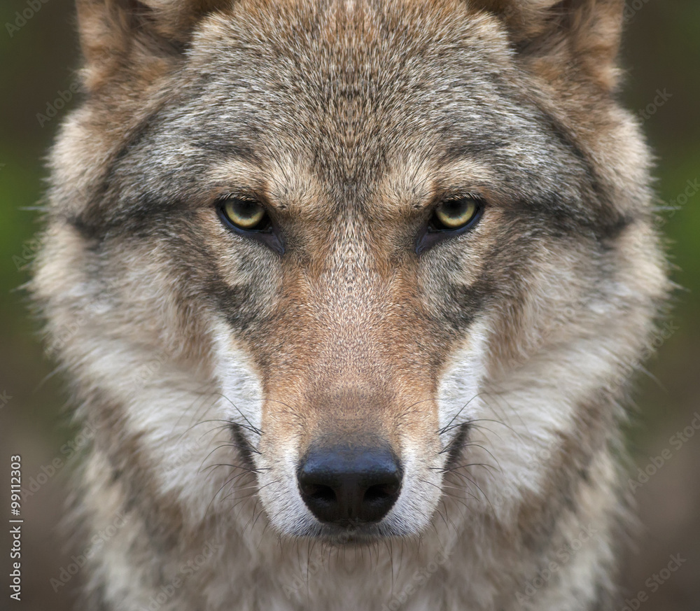 A look straight into your soul of a severe wolf female. Menacing expression of the young, two year old, european wolf, very beautiful animal and extreamly dangerous beast.
