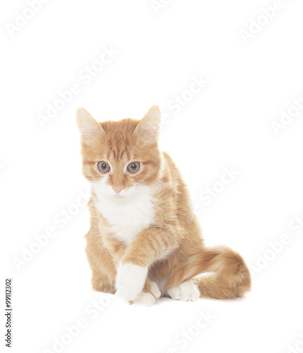 Funny red cat on a white background