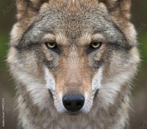 A look straight into your soul of a severe wolf female. Menacing expression of the young, two year old, european wolf, very beautiful animal and extreamly dangerous beast. © andamanec