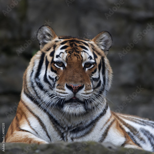 Eye to eye with a beautiful Siberian tigress. Face portrait of the biggest cat  lying on blur gray background. The most dangerous and mighty beast of the world. Very powerful and dodgy raptor.