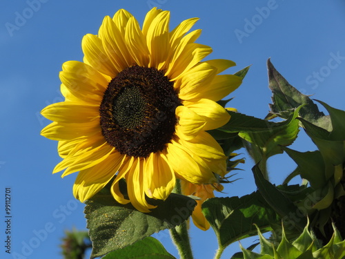 Fototapeta Naklejka Na Ścianę i Meble -  Tall Yellow Sunflower against a blue sky background