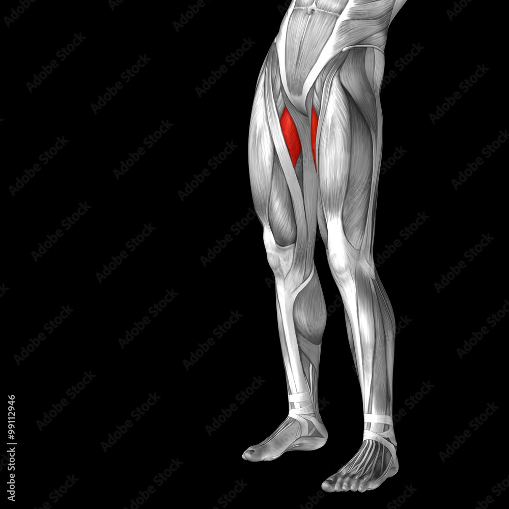 Conceptual 3D human front upper leg muscle anatomy