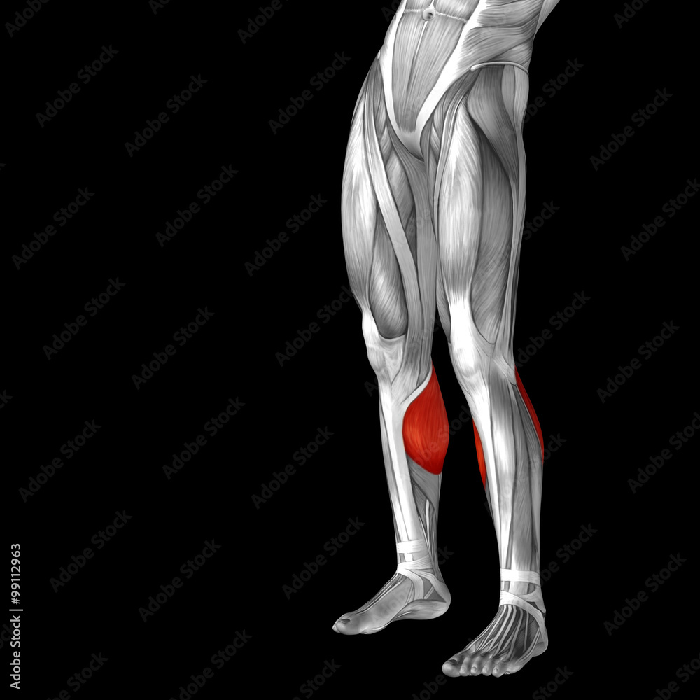 Conceptual 3D human front lower leg muscle anatomy Conceptual 3D human front lower leg muscle anatomy