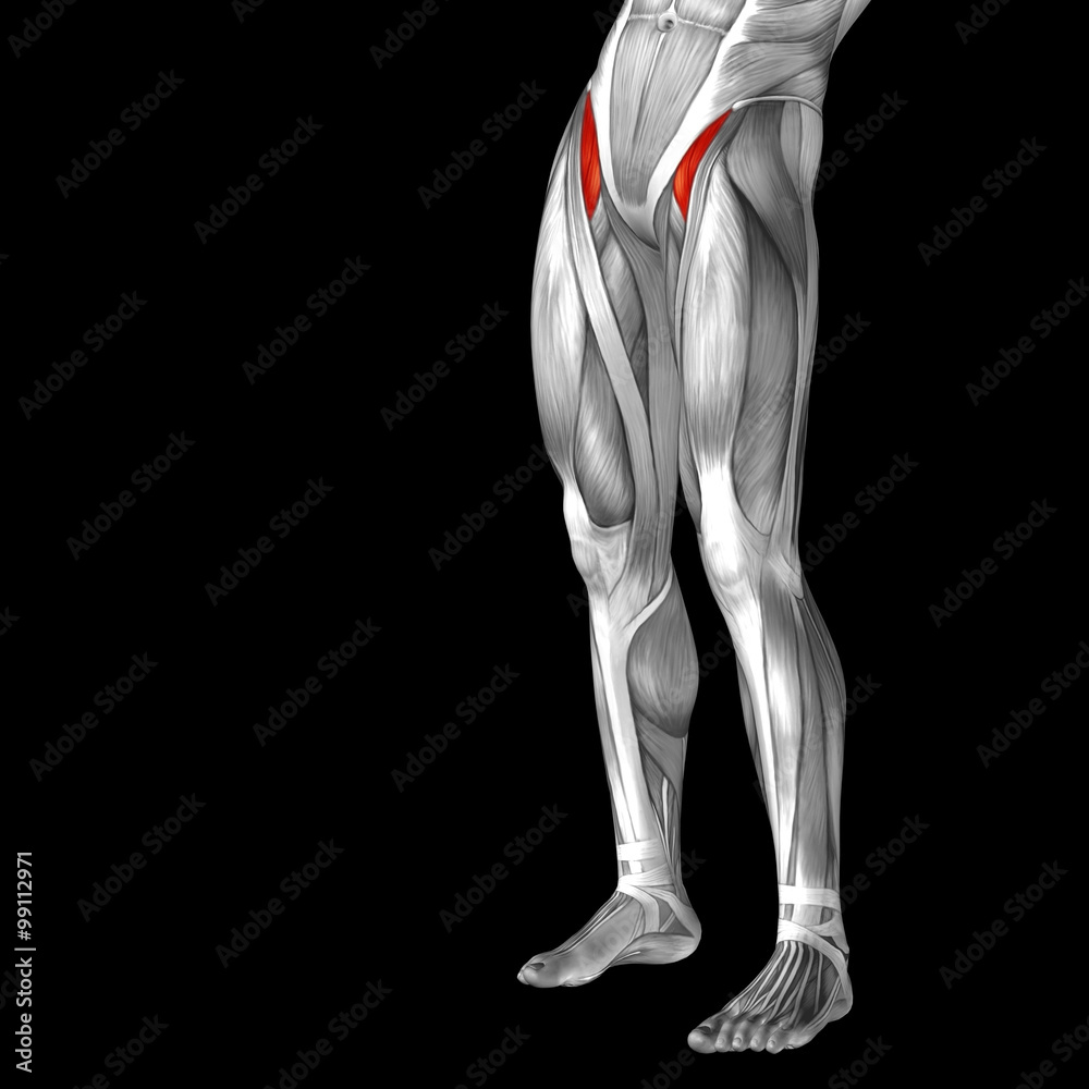 Conceptual 3D human front upper leg muscle anatomy Conceptual 3D human front upper leg muscle anatomy