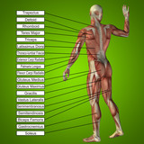 3D human male anatomy with muscles and text