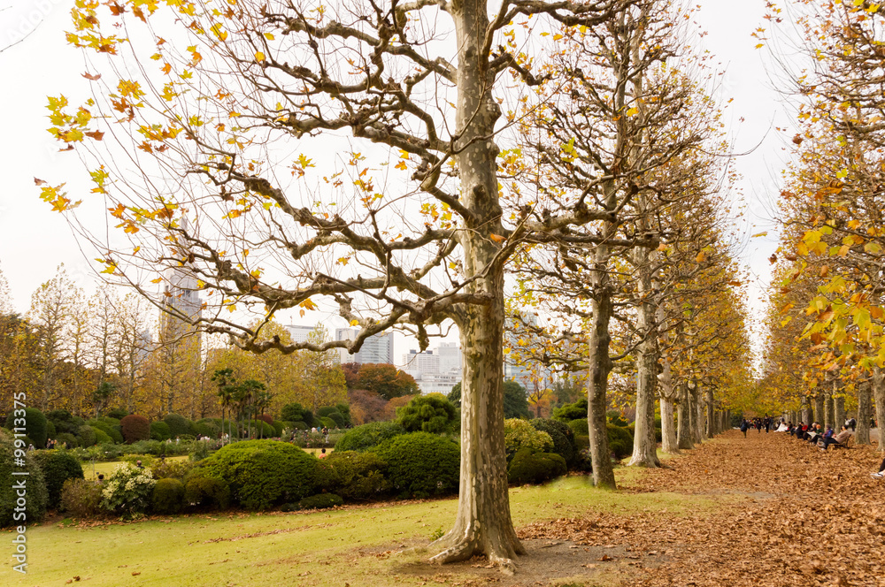 Naklejka premium Alley autumn park, fallen leaves