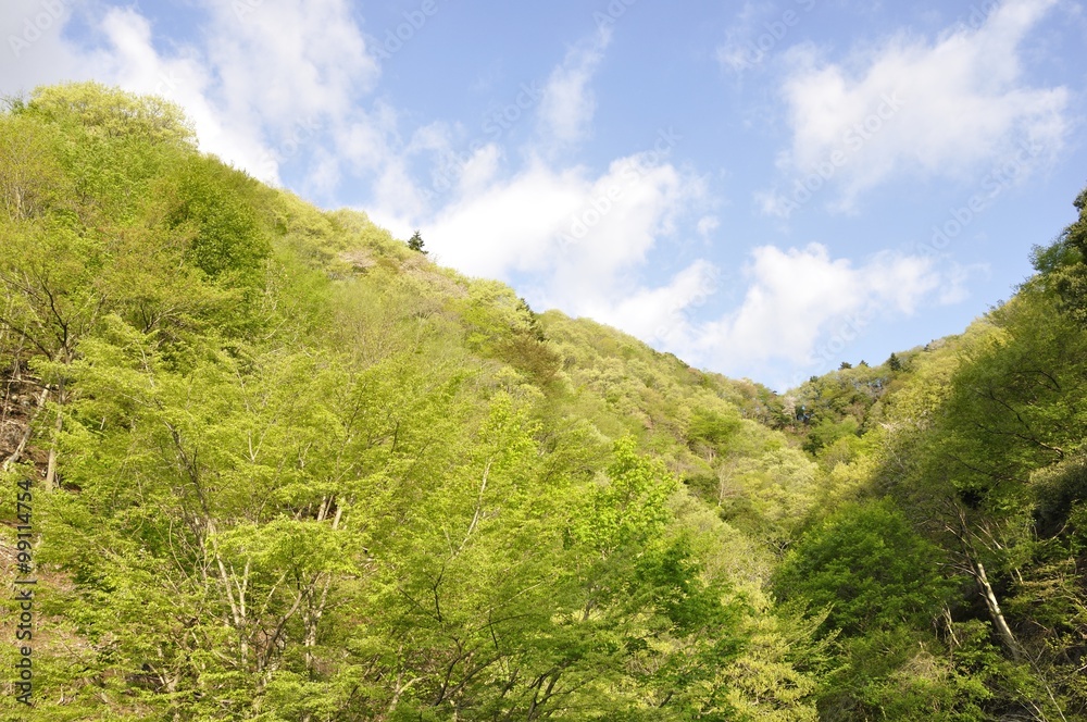Obraz premium 山麓の新緑
