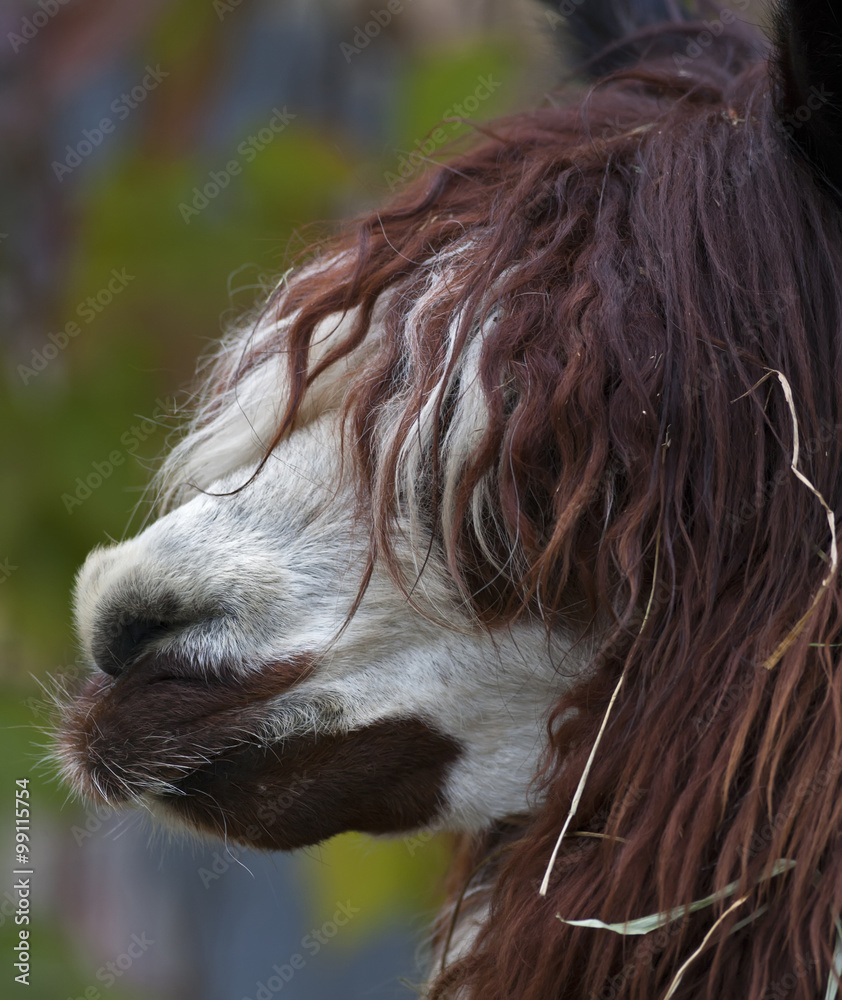 Funny like mousquetaire face of an alpaca. White face and red dreads of a  fluffy latinos