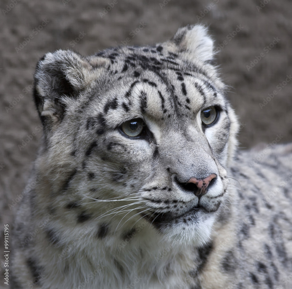 The head of a snow leopard female on gray background. Very beautiful and grace animal, but dangerous beast of cold mountains. An excellent specimen of wildlife and inimitable beauty of nature. The head of a snow leopard female on gray background. Very beautiful and grace animal, but dangerous beast of cold mountains. An excellent specimen of wildlife and inimitable beauty of nature.