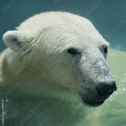 The head of a young polar bear, swimming in basin.