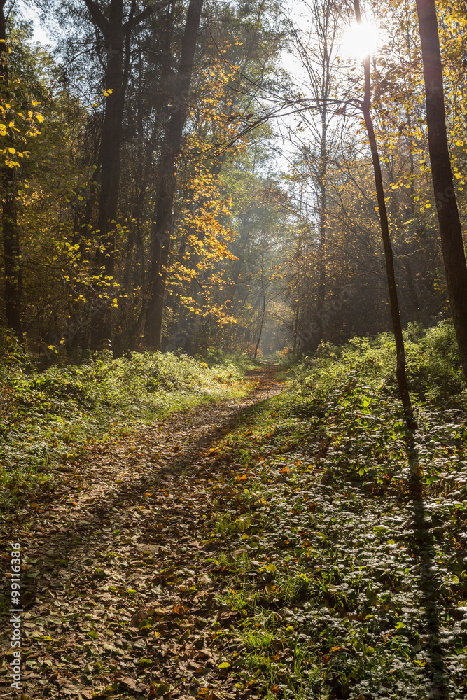 rayon de soleil et chemin en forêt en automne