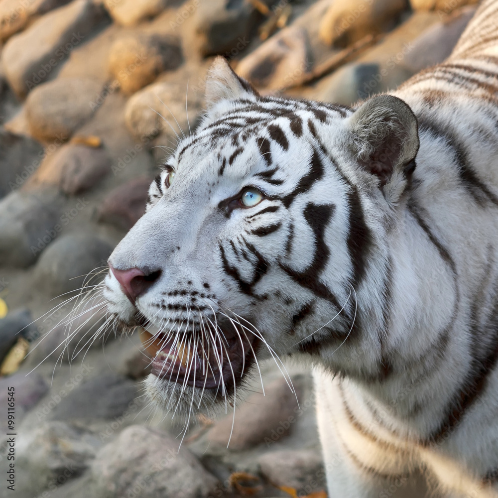 Obraz premium A looking up white bengal tiger on rocky background. The most beautiful animal and very dangerous beast of the world. This severe raptor is a pearl of the wildlife. Animal face portrait.