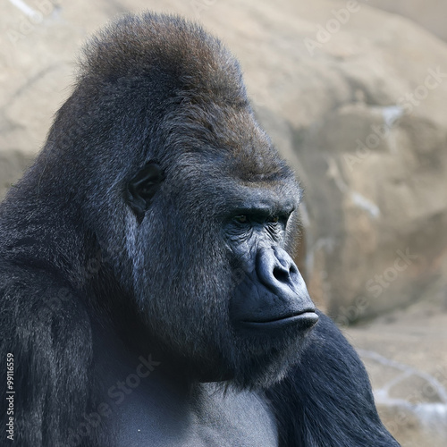 Side face portrait of a gorilla male, severe silverback, on rocky background. Menacing expression of the great ape, the most dangerous and biggest monkey of the world. The chief of a gorilla family.