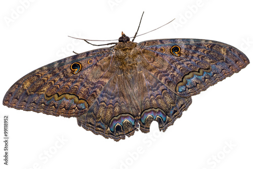 Black Witch moth against a white background