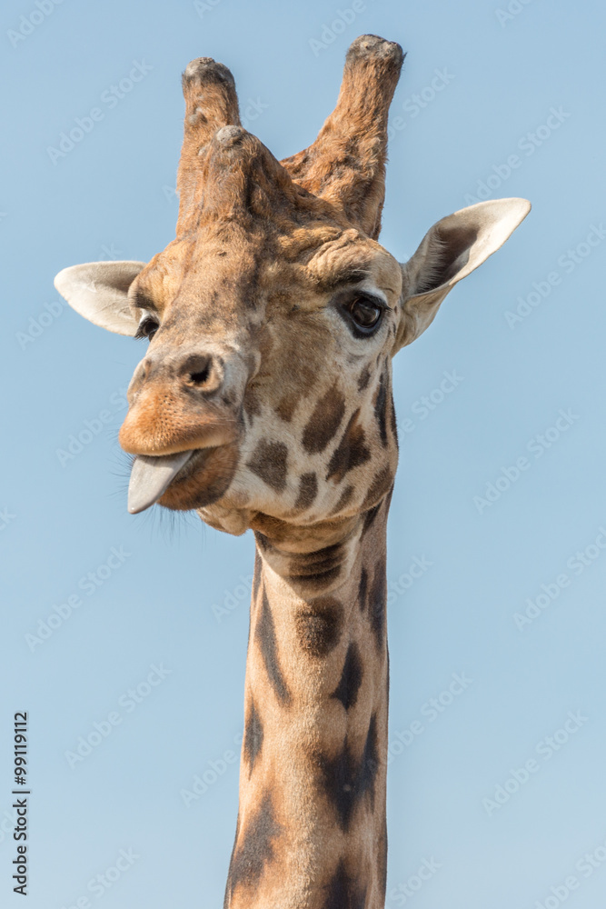 Obraz premium A giraffe sticks its tongue out at me