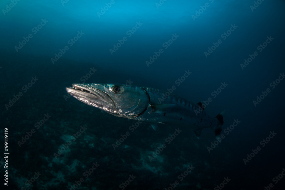 Fototapeta premium Great barracuda at close quarters