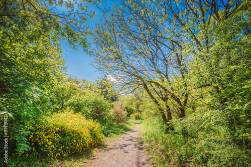 Summer Forest Woods, Lane, Path, Pathway