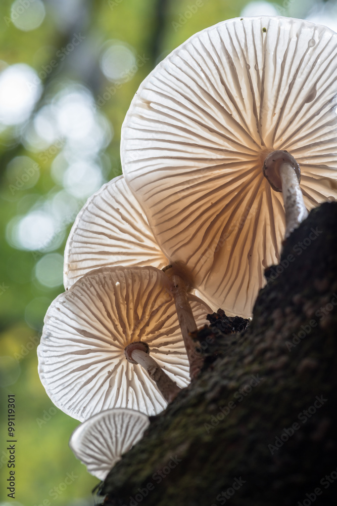 Porcelain fungus on a beech tree in Padley Gorge Porcelain fungus on a beech tree in Padley Gorge