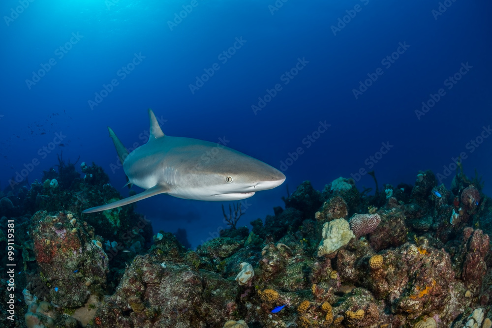Caribbean reef shark swim over a coral reef in the Bahamas Caribbean reef shark swim over a coral reef in the Bahamas