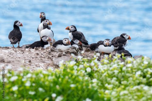 A group of puffins in the Farne Islands