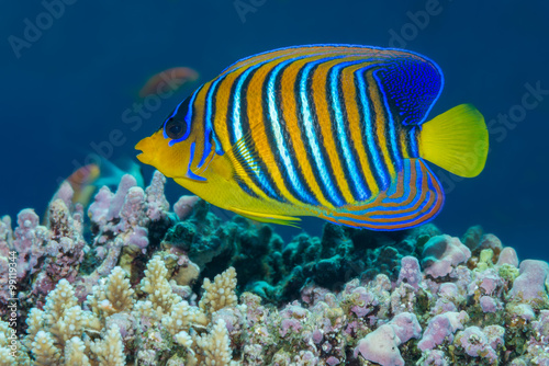Regal angelfish swimming over a coral reef in the Red Sea