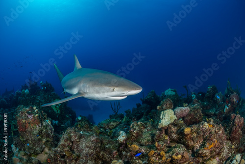 Caribbean reef shark swim over a coral reef in the Bahamas