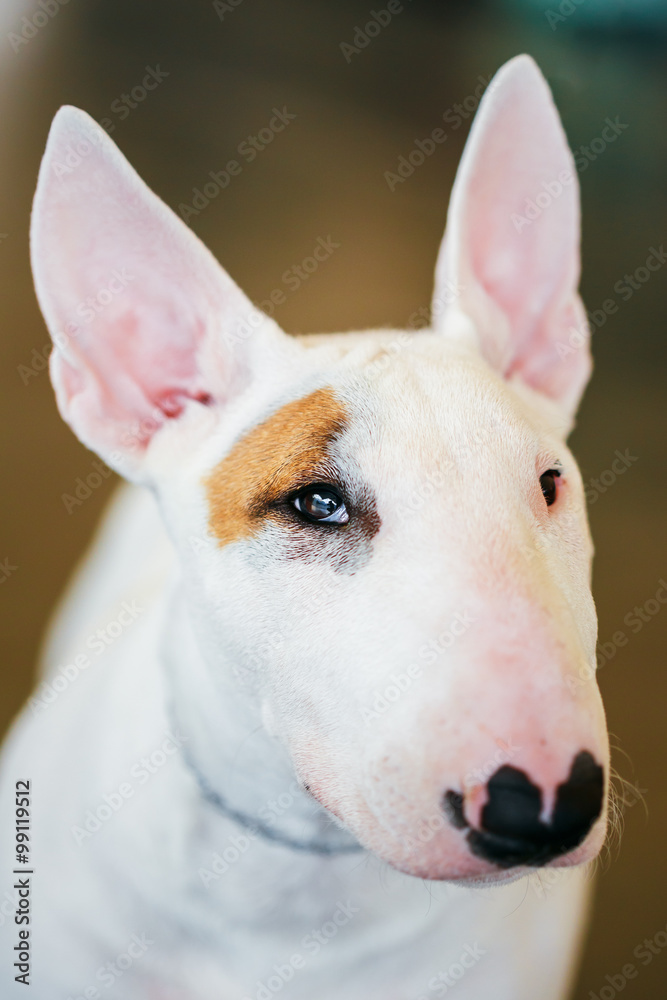 Close Up White Bullterrier Dog
