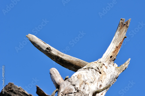 bare tree branch on a background of blue sky
