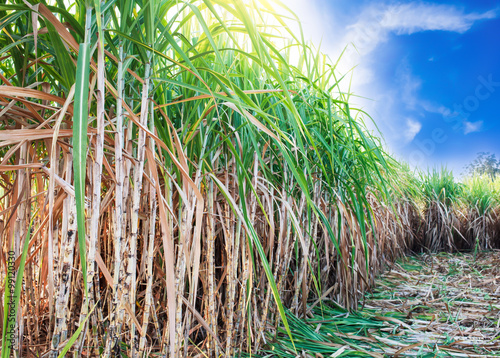 sugarcane field