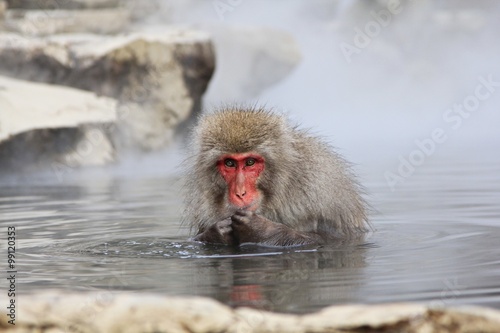 Japanese snow monkey at snow monkey park , Jigokudani , Nagano, Japan. photo