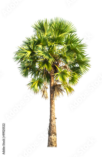 sugar palm tree © idambeer