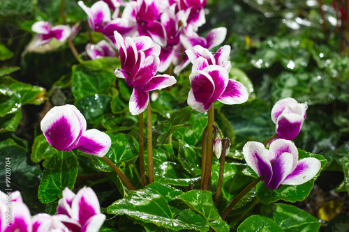 Winter flowers: cyclamen flowers in greenhouse, close-up