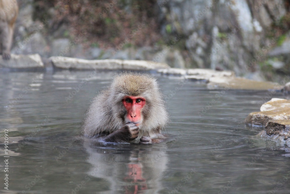 Japanese snow monkey at snow monkey park , Jigokudani , Nagano, Japan. Japanese snow monkey at snow monkey park , Jigokudani , Nagano, Japan.