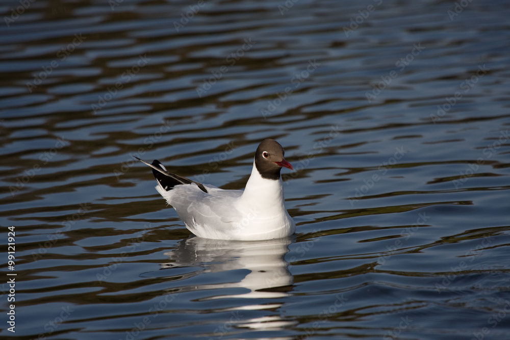 Fototapeta premium Swimming Black-headed gull (Chroicocephalus ridibundus)
